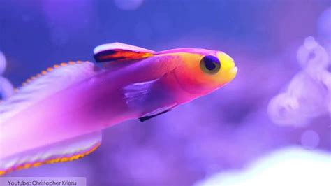 10 Unique Fish that Are Green in Color (With Images) .